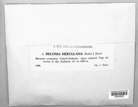 Image of Belonia herculana